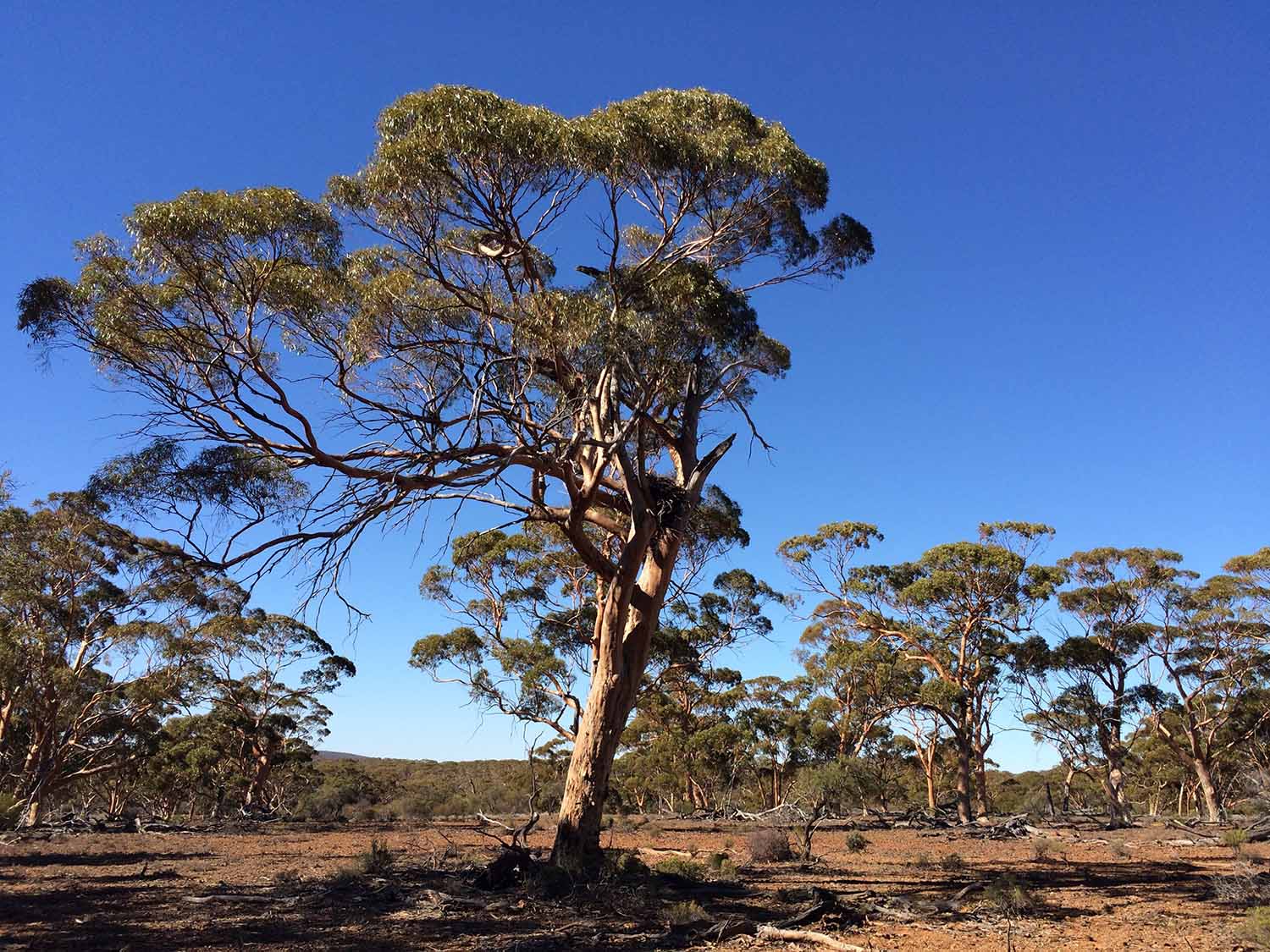 carbon farming